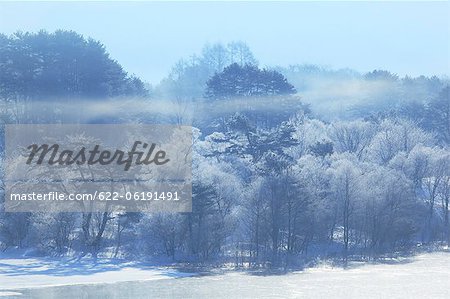 Forêt brumeuse en hiver