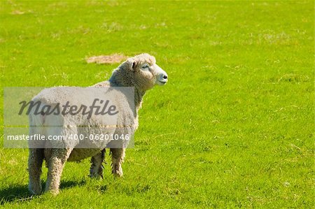 A sheep grazing in a beautiful lush green field