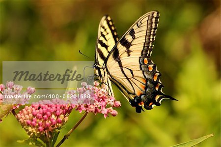 Eastern tiger swallowtail butterfly feeding