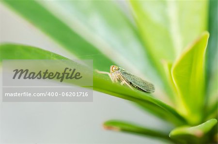 Aphid insect in green nature or in the garden Aphid insect in green nature or in the garden