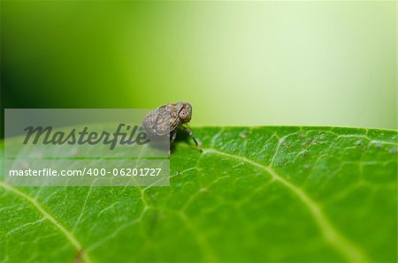 Aphid insect in green nature or in the garden Aphid insect in green nature or in the garden