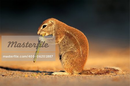 Feeding ground squirrel (Xerus inaurus) in late afternoon light, Kalahari desert, South Africa