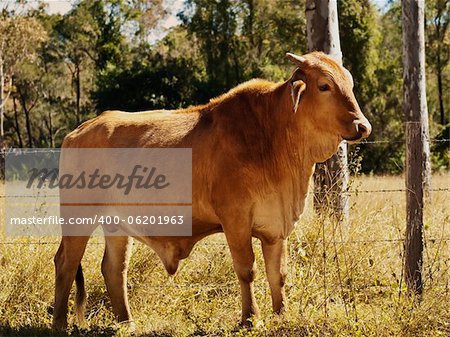 Australian beef cattle young bull red brahman