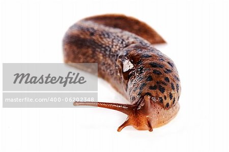 The spotty slug creeps on a white background