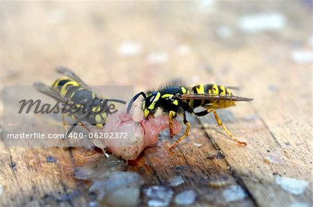 voracious wasps on remainders of food