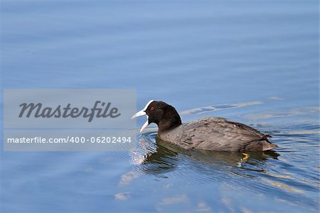 Eurasian coot (Fulica atra) swimming on pond Eurasian coot (Fulica atra) swimming on pond