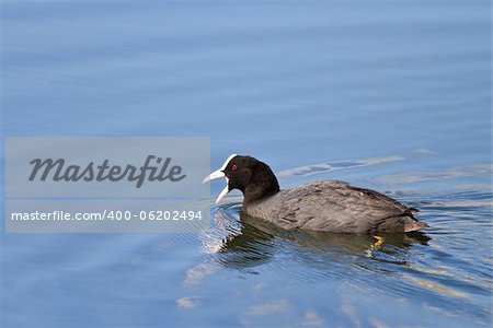 Eurasian coot (Fulica atra) swimming on pond