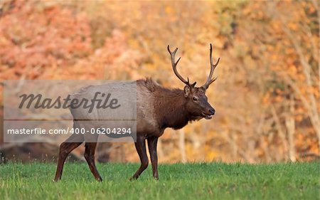 A bull elk in early morning light with Autumn colors in background.Elk County,Pennsylvania,USA.