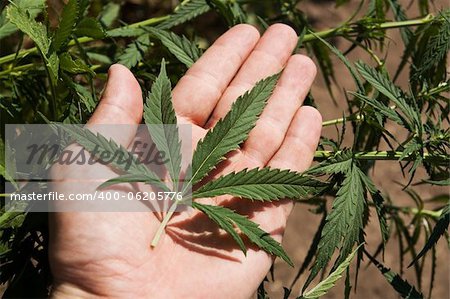 green leaf of marijuana in a hand