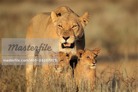 Lioness with young lion cubs (Panthera leo) in early morning light, Kalahari desert, South Africa