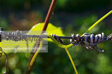 Young vines