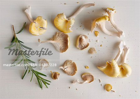 Golden Oyster Mushrooms On a White Wooden Board with Rosemary