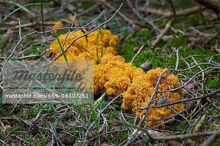 Chou-fleur aux champignons sur le parterre forestier