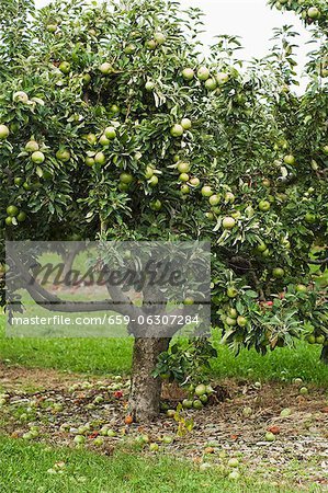 Apple Tree Filled with Granny Smith Apples