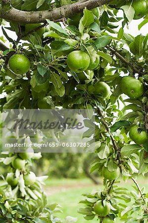 Pommes Granny Smith sur une branche dans un pommier Pommes Granny Smith sur une branche dans un pommier