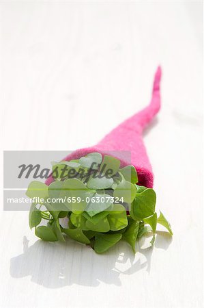 Purslane (Portulaka sativa) in a felt cornucopia