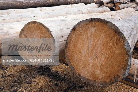 Eastern White Pine Tree logs