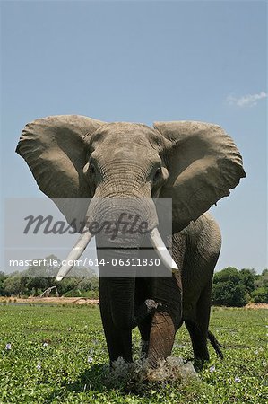 Bull éléphant en fausse accusation, Mana Pools, Zimbabwe