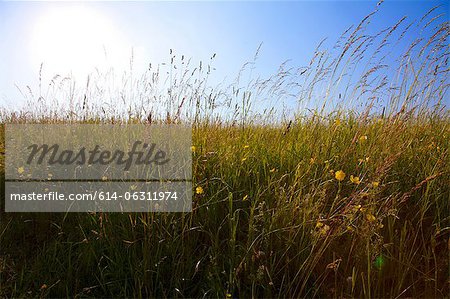 Ciel et le champ d'herbes hautes