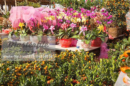 Citrus fruit and orchid, flower market, Hong Kong