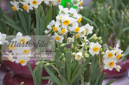 Narcissus, flower market, Hong Kong