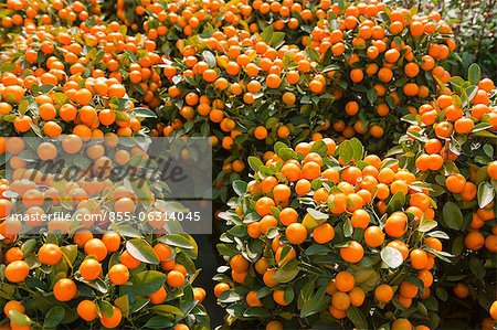 Citrus fruit, flower market, Hong Kong