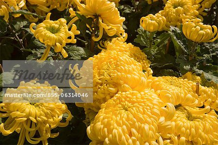 Chrysantheme, Blumenmarkt, Hong Kong