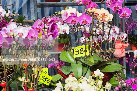 Orchid, flower market, Hong Kong