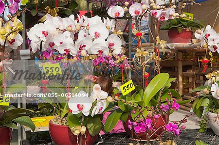 Orchidée, marché aux fleurs, Hong Kong