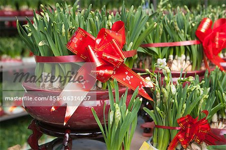 Narcissus, flower market, Hong Kong