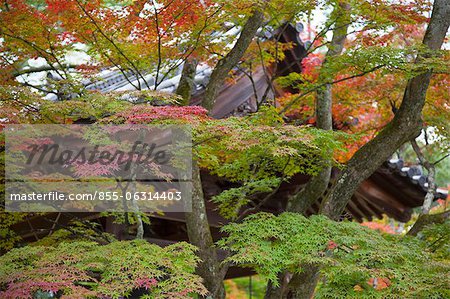 Couleurs d'automne dans le jardin de Kinkakuji, Kyoto, Japon
