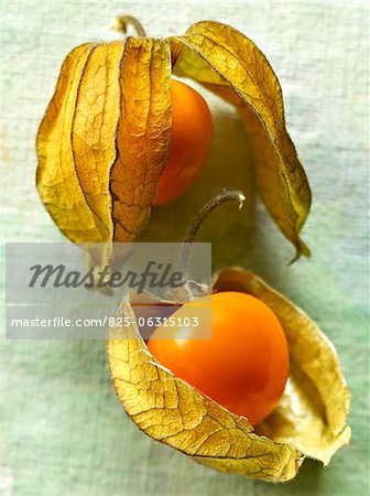 Physalis