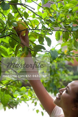 Young woman picking fruit from tree