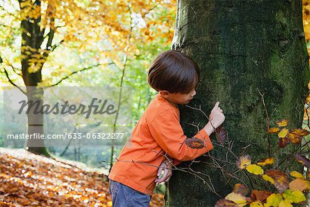 Garçon de toucher le tronc de l'arbre en automne