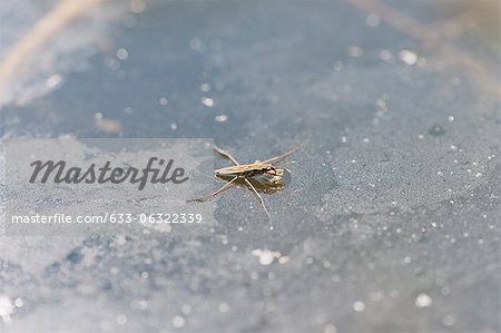 Mosquito on water surface