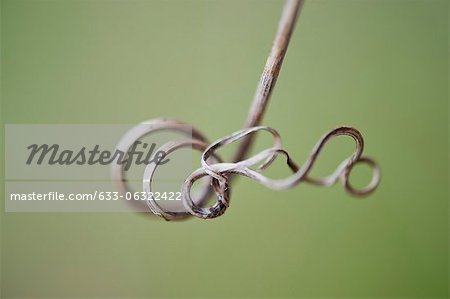 Curled vine tendril