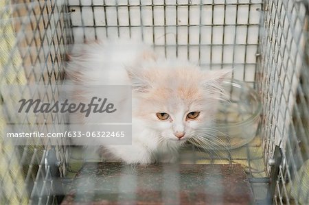 Kätzchen im Käfig