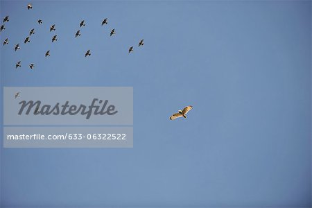 Volée d'oiseaux qui volent dans le ciel