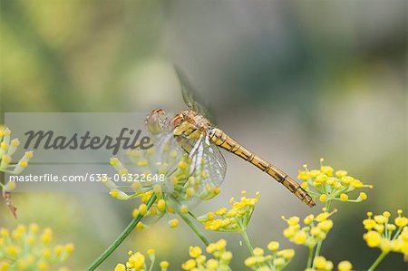 Dragonfly perching on yellow flowers