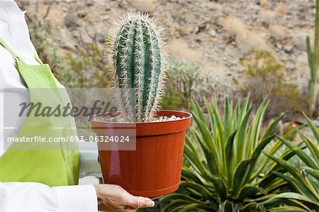 Mittelteil einer leitenden Frau hält Topfpflanze Kaktus