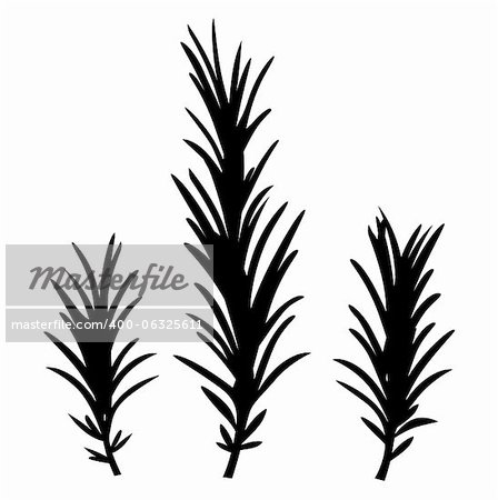 Rosemary spice herbs. Vector Illustration.