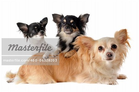 portrait of a cute purebred  puppies and adult chihuahuas in front of white background