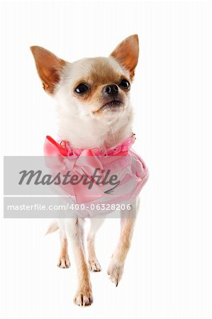 portrait of a cute purebred  puppy chihuahua in front of white background