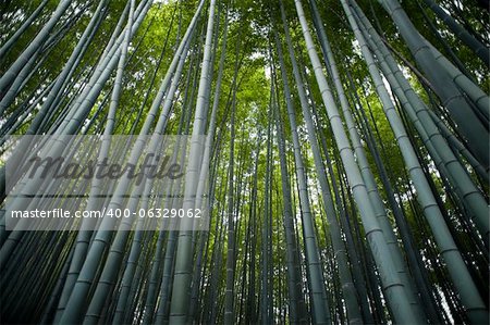 Wide angle image looking up at forest of tall bamboo trees