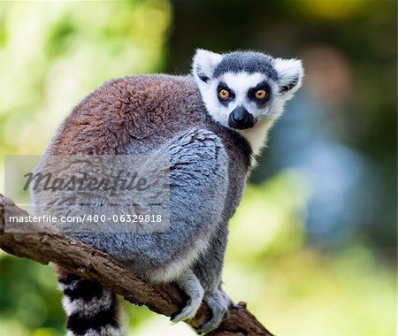 The Ring-tailed lemur sitting on a tree branch