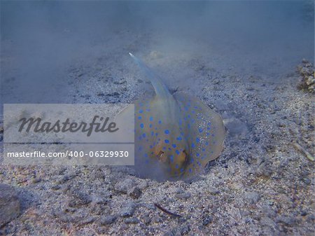 dig small blue spotted stingray at the bottom of the ocean on vacation