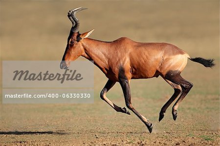 Red hartebeest (Alcelaphus buselaphus) running, Kalahari desert, South Africa