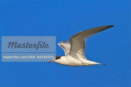 common terns (sterna hirundo hirundo) in flight on a blue sky