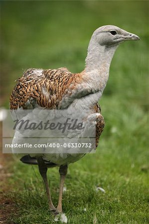 Portrait of a Great Bustard