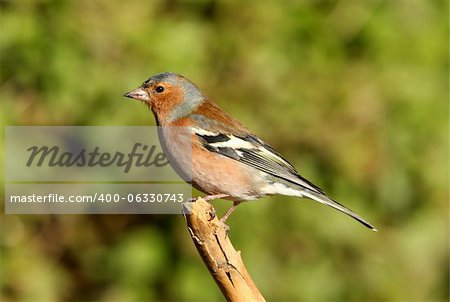 Portrait of a male Chaffinch